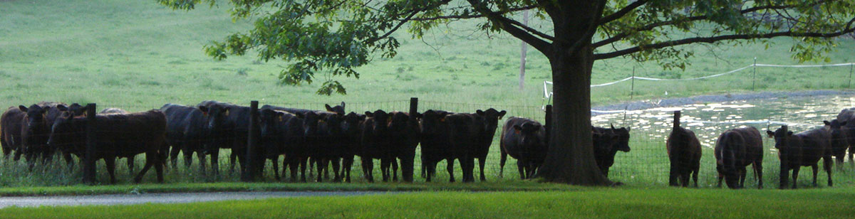 Ironstone Spring Farm