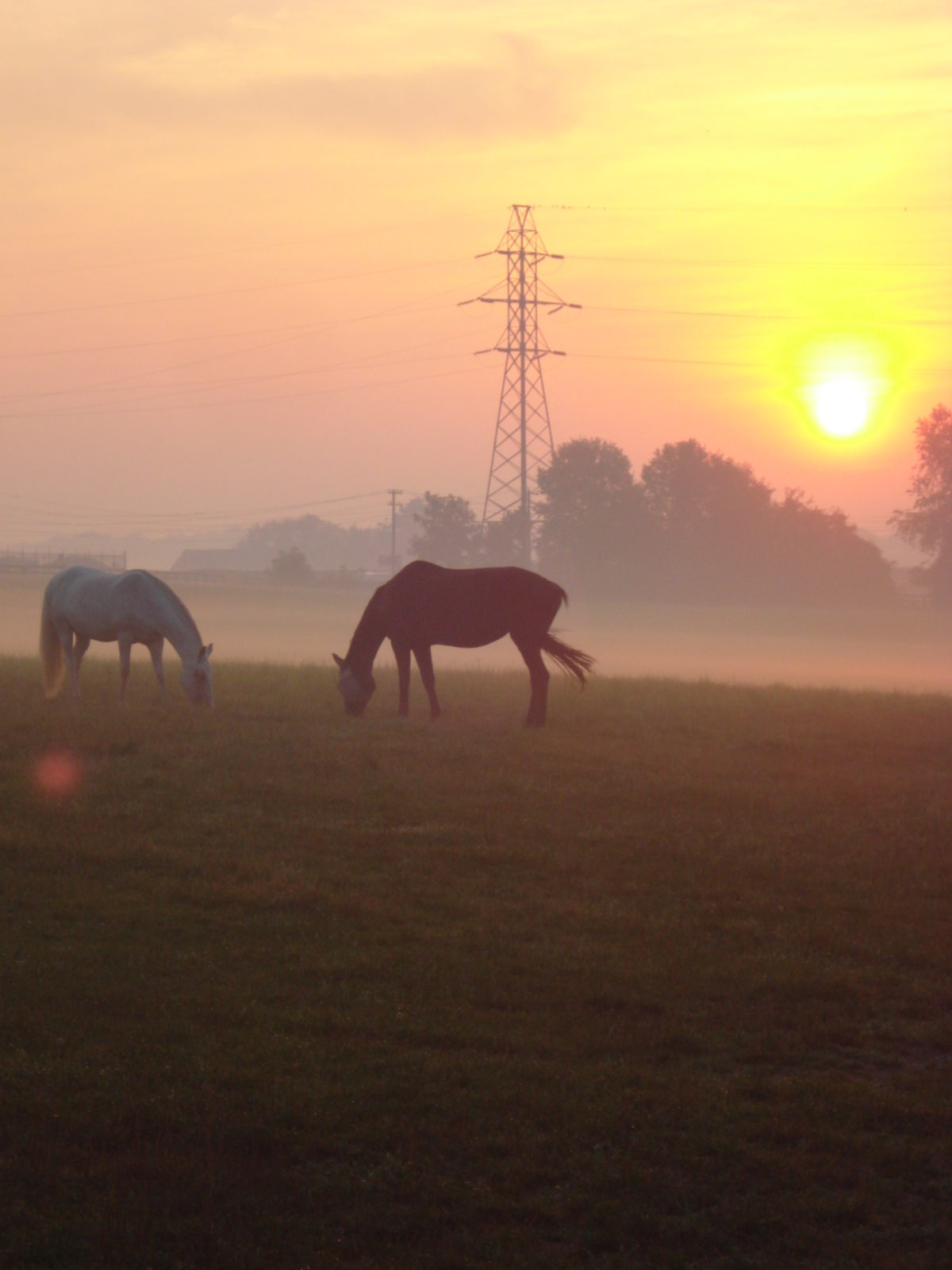 Equine Boarding Lancaster, PA Ironstone Spring Farm