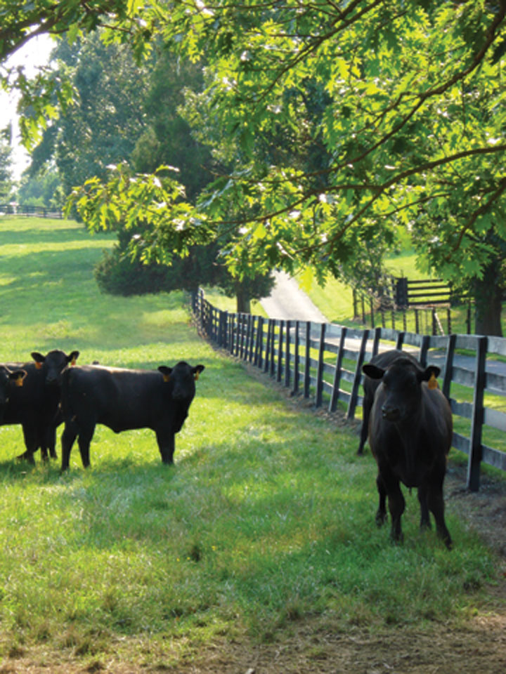 GrassFed Beef Lancaster, PA Ironstone Spring Farm