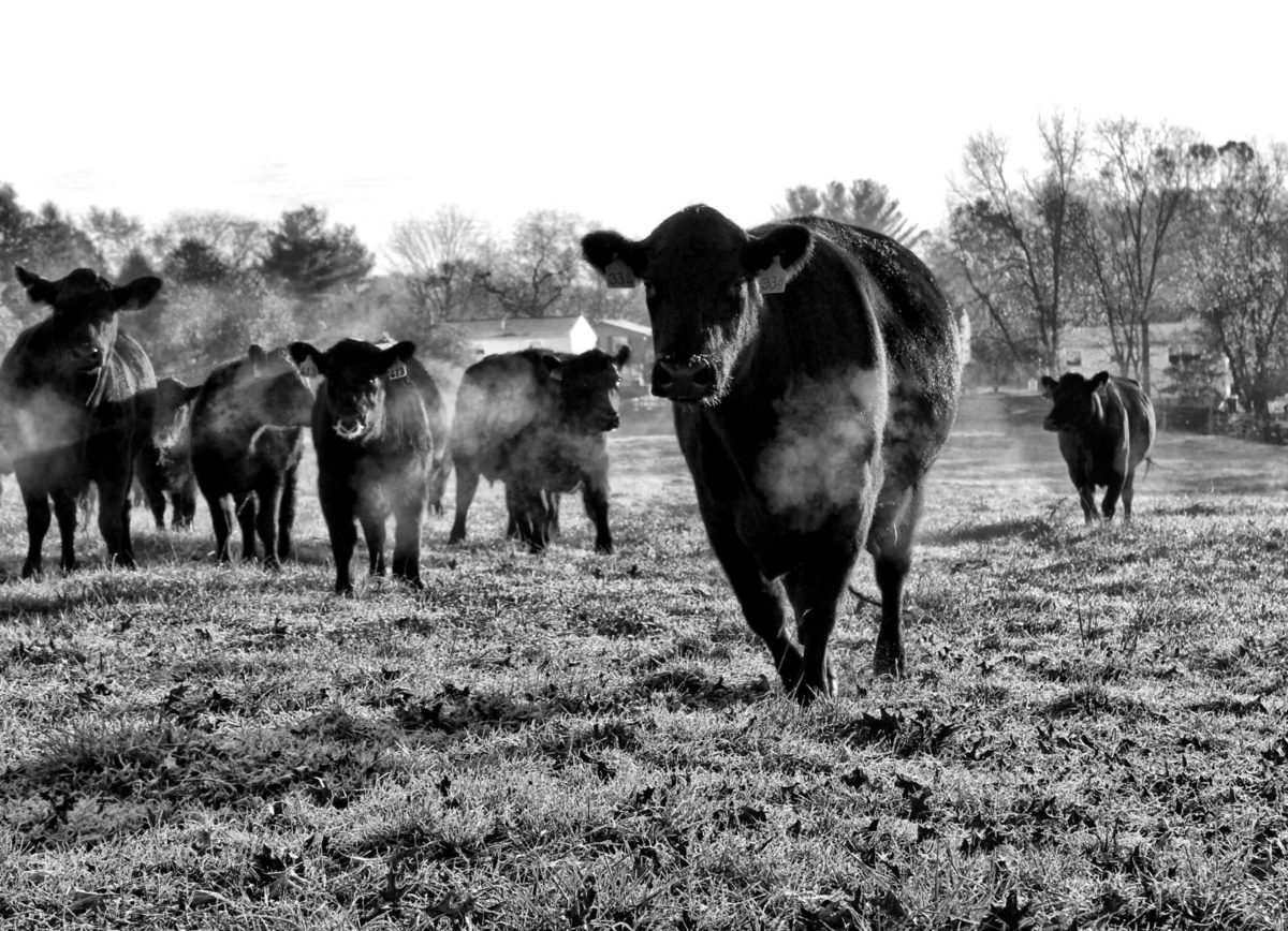 GrassFed Beef Lancaster, PA Ironstone Spring Farm